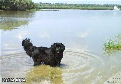 Фото: ньюфаундленд Хуодэ Шень Ютта