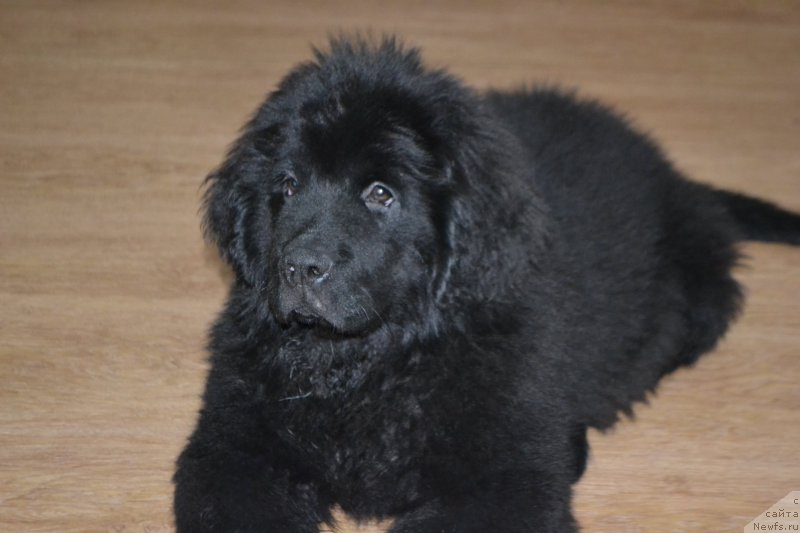 Фотография № 182870