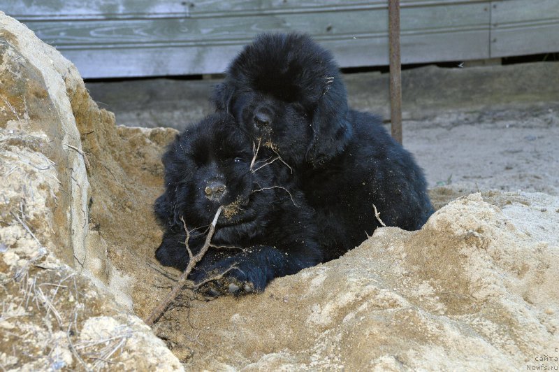 Фотография № 182876