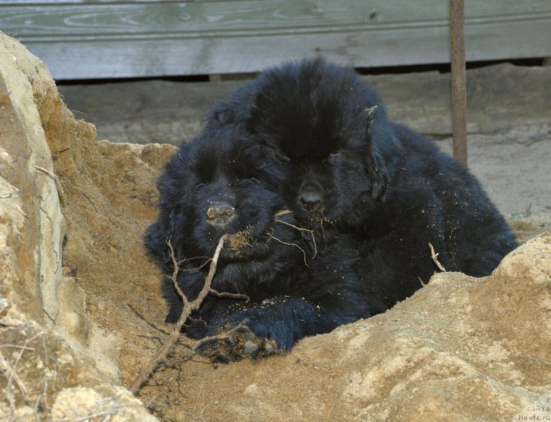 Фото: щенки от, ньюфаундленд Акватория Келвин Кадриль (Aquatoriya Kelvin Kadril), ньюфаундленд I Follow The Sun de L'Etoile de Cyrice