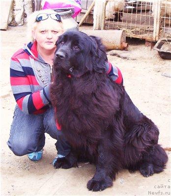 Фото: ньюфаундленд Хуодэ Шень Ютта