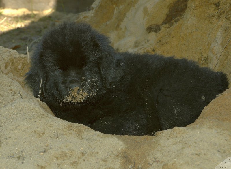 Фото: щенки кобель от, ньюфаундленд Акватория Келвин Кадриль (Aquatoriya Kelvin Kadril), ньюфаундленд I Follow The Sun de L'Etoile de Cyrice