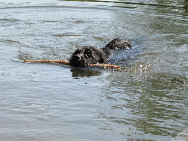 Фото: ньюфаундленд Азазель Нежный Цветок