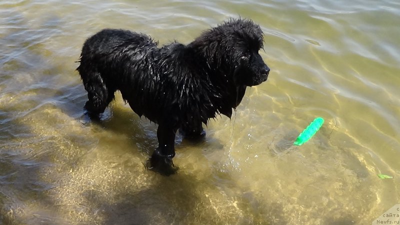 Фото: ньюфаундленд Сент Джонс Оптимус Прайм (Sent Djons Optimus Prime)