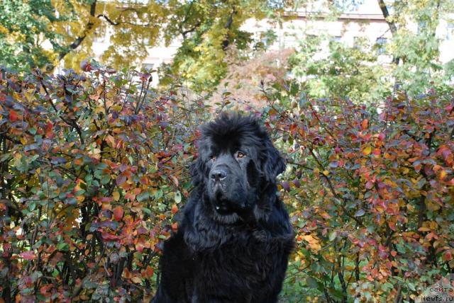Фото: ньюфаундленд Талула Белл (Talula Bell)