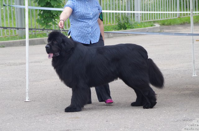 Фото: ньюфаундленд Чистый Бриллиант Амиго (Chisty Brilliant Amigo), Оксана Шевчук