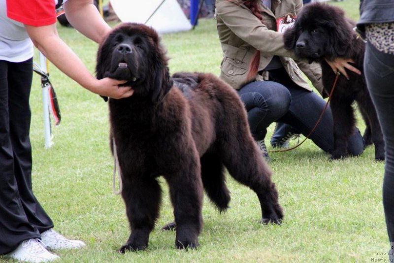 Фотография № 182958