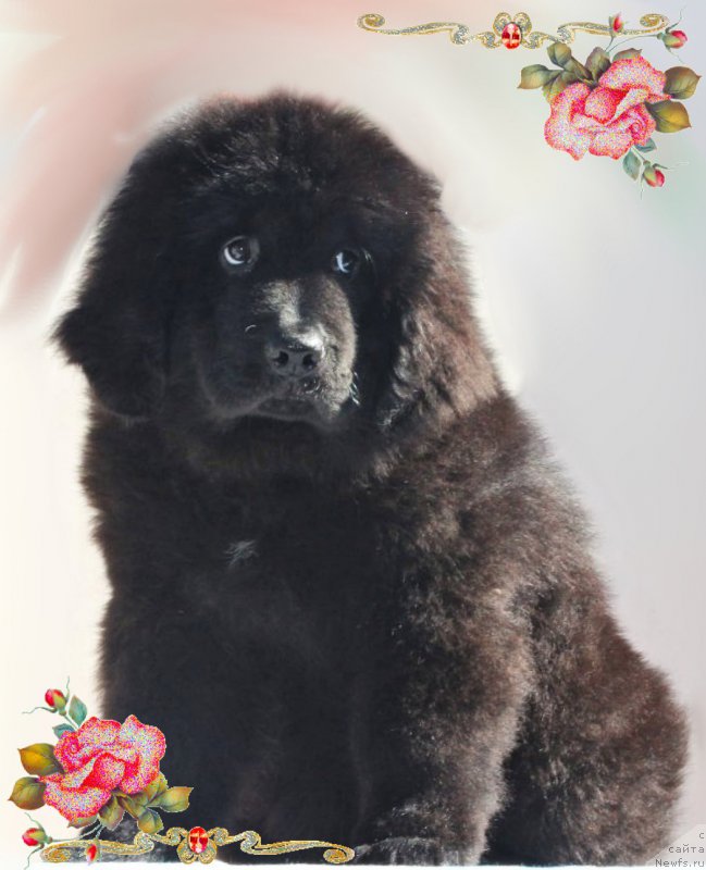 Фото: ньюфаундленд Черный Балу Есения