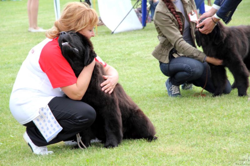 Фото: ньюфаундленд Galatea Dinastiya Soverchenstva, Наталья Федосова