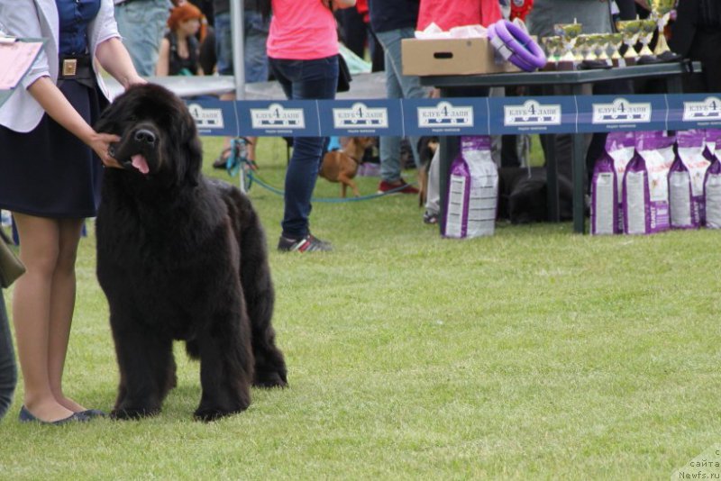 Фото: ньюфаундленд Аллегро Кон Брио Династия Совершенства (Allegro Con Brio Dinastiya Soverchenstva)