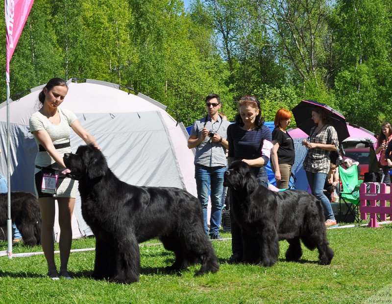 Фото: ньюфаундленд Бегущая по Волнам Шаман (Beguschaya po Volnam Shaman), ньюфаундленд Бегущая по Волнам Харизма (Beguschaya po Volnam Harizma)