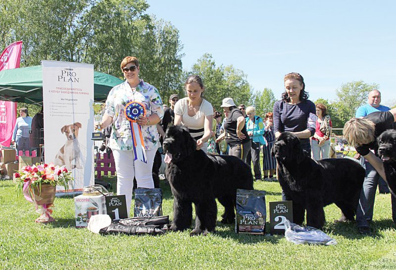 Фото: ньюфаундленд Бегущая по Волнам Шаман (Beguschaya po Volnam Shaman), ньюфаундленд Бегущая по Волнам Харизма (Beguschaya po Volnam Harizma)