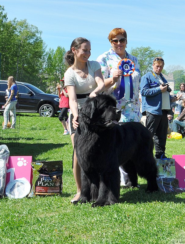 Фото: ньюфаундленд Бегущая по Волнам Шаман (Beguschaya po Volnam Shaman)