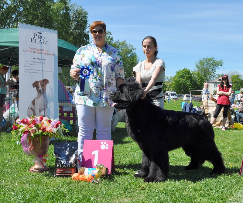 Фото: ньюфаундленд Бегущая по Волнам Шаман (Beguschaya po Volnam Shaman)