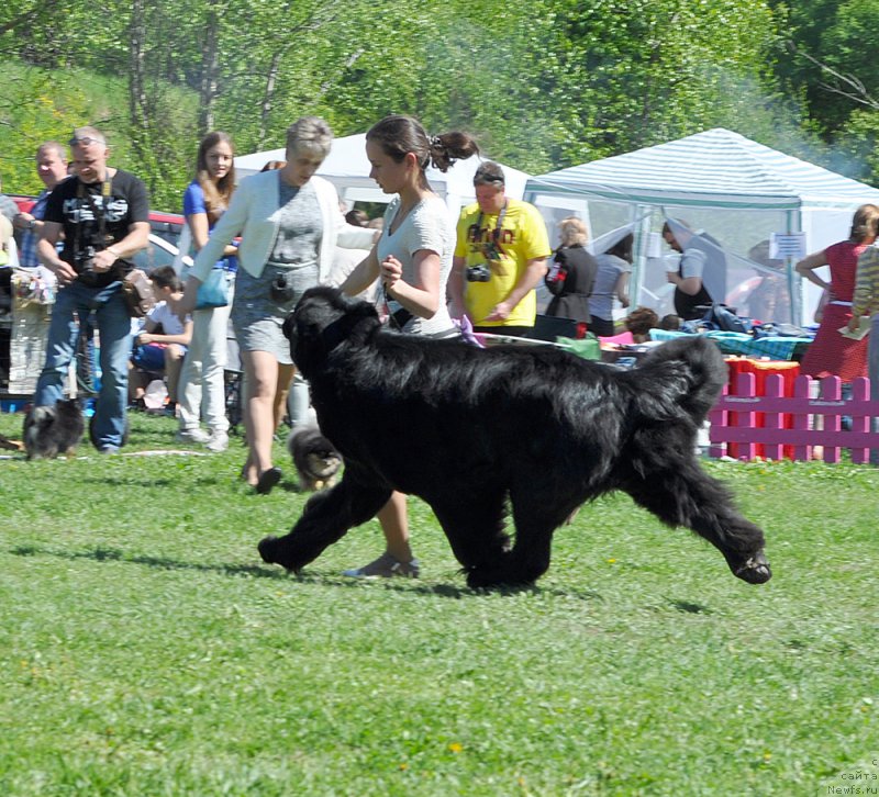 Фото: ньюфаундленд Бегущая по Волнам Шаман (Beguschaya po Volnam Shaman)
