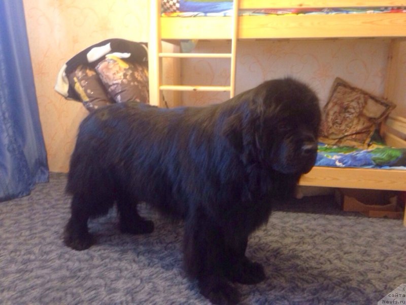 Фотография № 182979