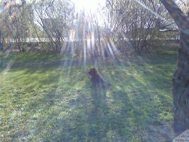 Фото: ньюфаундленд Азазель Нежный Цветок