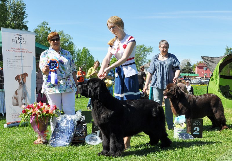 Фото: ньюфаундленд Бегущая по Волнам Харизма (Beguschaya po Volnam Harizma)