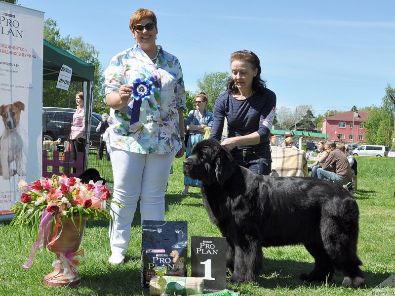 Фото: ньюфаундленд Бегущая по Волнам Харизма (Beguschaya po Volnam Harizma)