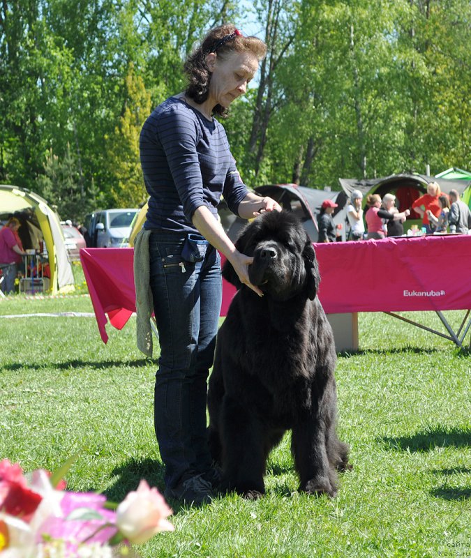 Фото: ньюфаундленд Бегущая по Волнам Харизма (Beguschaya po Volnam Harizma)