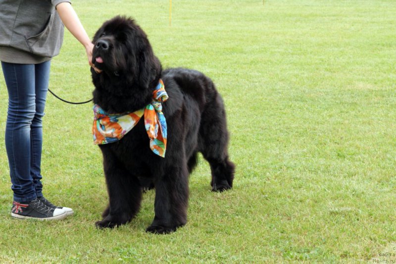 Фотография № 182989