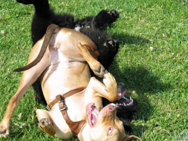 Фото: ньюфаундленд Азазель Нежный Цветок