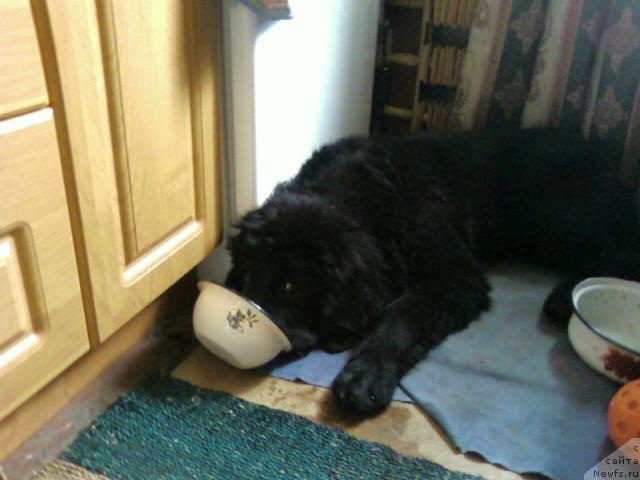 Фото: ньюфаундленд Азазель Нежный Цветок