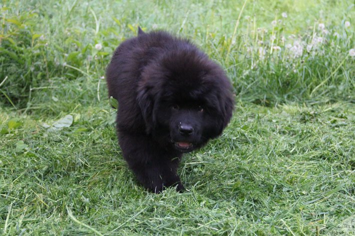 Фото: ньюфаундленд Держава с Берега Дона (Derzhava s Berega Dona)