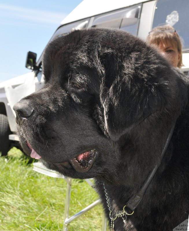 Фото: ньюфаундленд Бегущая по Волнам Чарт Топпер (Beguschaya po Volnam Сhart Topper)