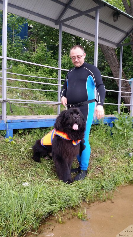 Фото: Андрей Васильцов, ньюфаундленд Лаймар Сейнари