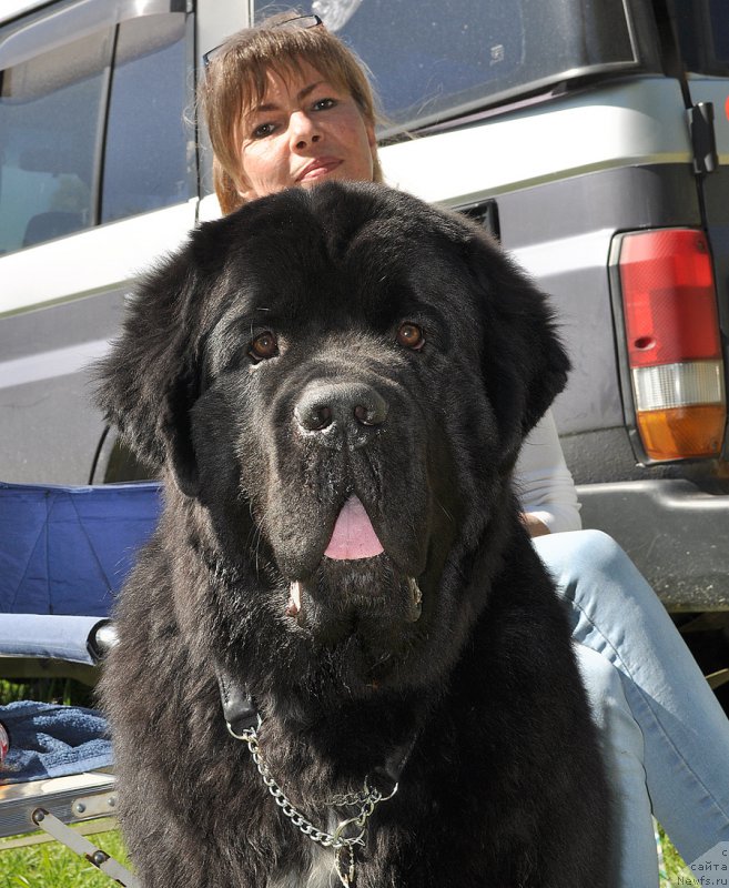 Фото: ньюфаундленд Бегущая по Волнам Чарт Топпер (Beguschaya po Volnam Сhart Topper)