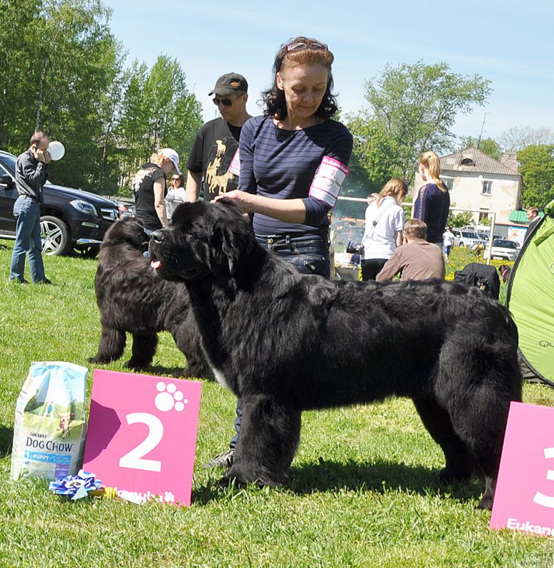 Фото: ньюфаундленд Бегущая по Волнам Чарт Топпер (Beguschaya po Volnam Сhart Topper)