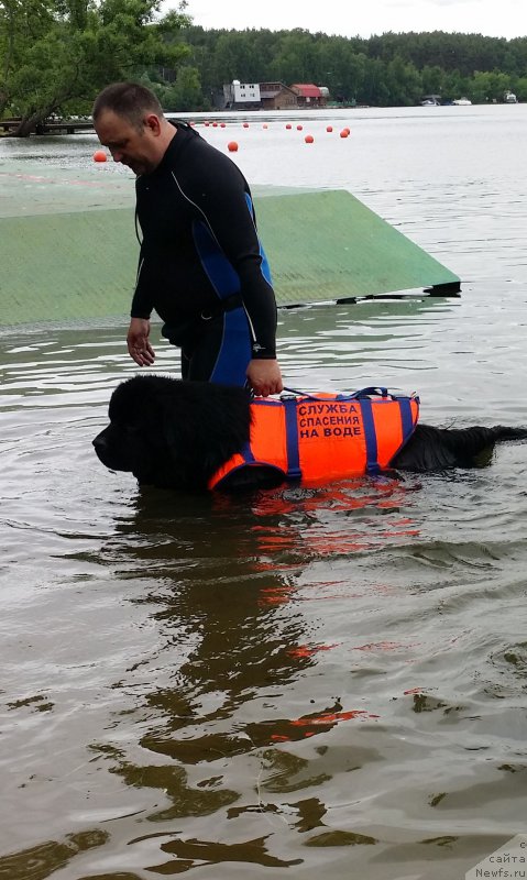 Фото: Андрей Васильцов, ньюфаундленд Лаймар Сейнари