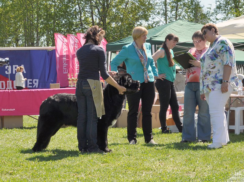 Фото: ньюфаундленд Бегущая по Волнам Чарт Топпер (Beguschaya po Volnam Сhart Topper)