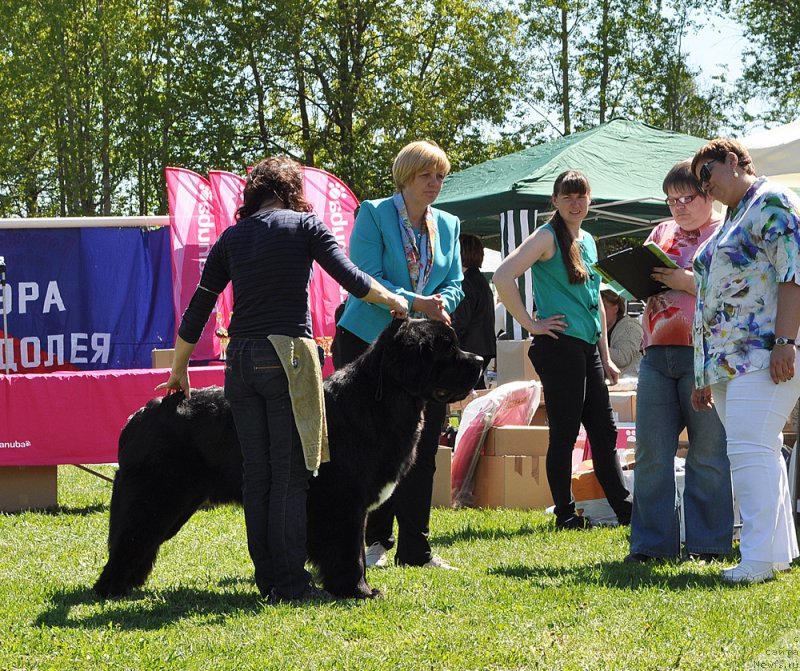 Фото: ньюфаундленд Бегущая по Волнам Чарт Топпер (Beguschaya po Volnam Сhart Topper)