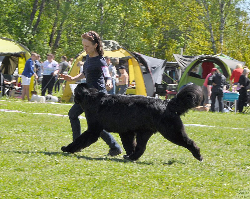 Фото: ньюфаундленд Бегущая по Волнам Чарт Топпер (Beguschaya po Volnam Сhart Topper)
