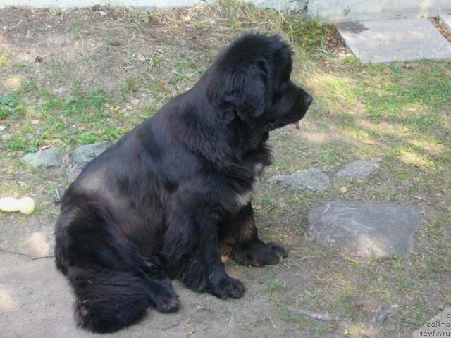 Фото: ньюфаундленд Супер Бизон Анталия