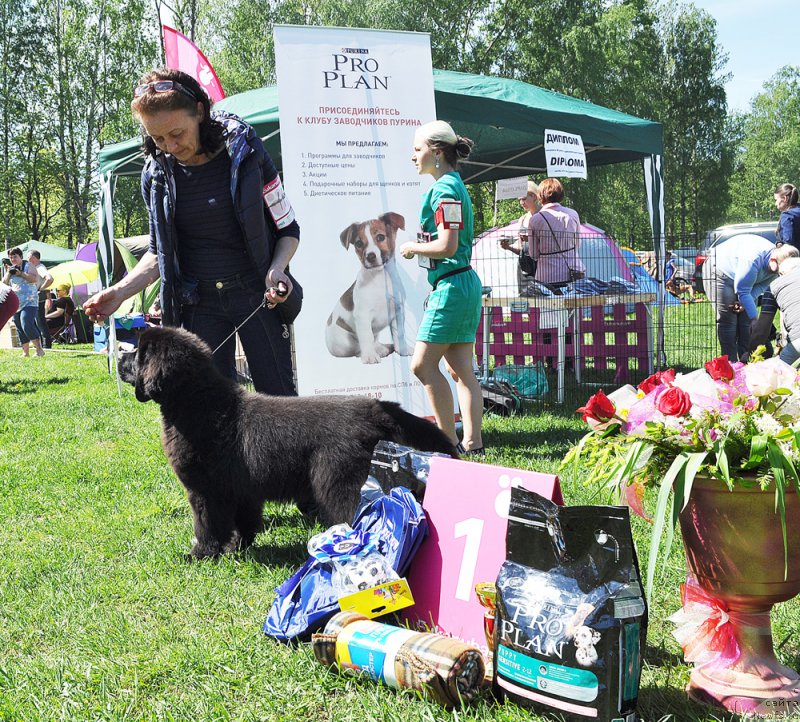 Фото: ньюфаундленд Бегущая по Волнам Браво Брависсимо (Beguschaya po Volnam Bravo Bravissimo)