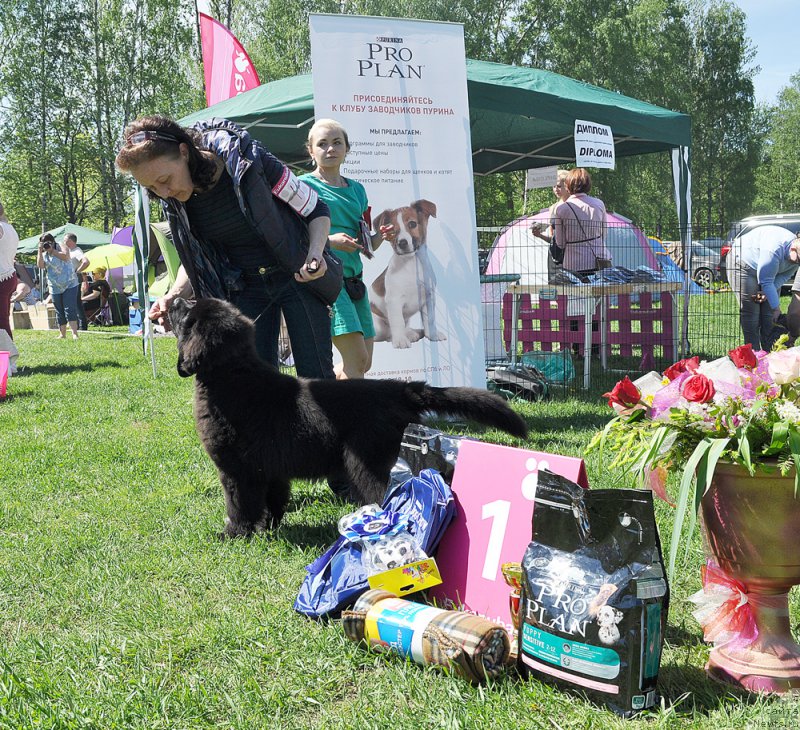 Фото: ньюфаундленд Бегущая по Волнам Браво Брависсимо (Beguschaya po Volnam Bravo Bravissimo)