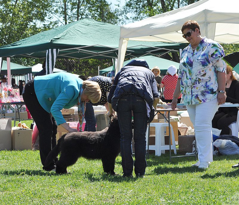 Фото: ньюфаундленд Бегущая по Волнам Браво Брависсимо (Beguschaya po Volnam Bravo Bravissimo)