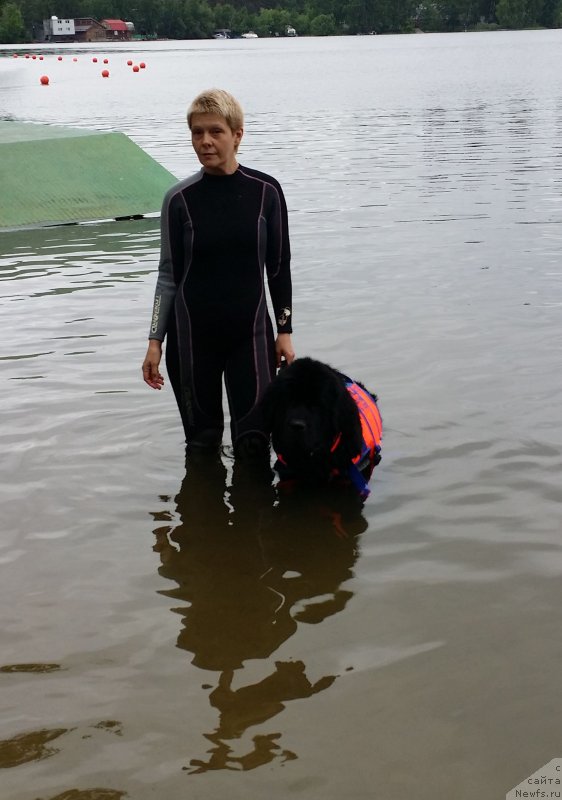 Фото: Лариса Кутина, ньюфаундленд Белкондер-Клаб Угли-Бугли (Belkonder-Club Ugli-Boogli)