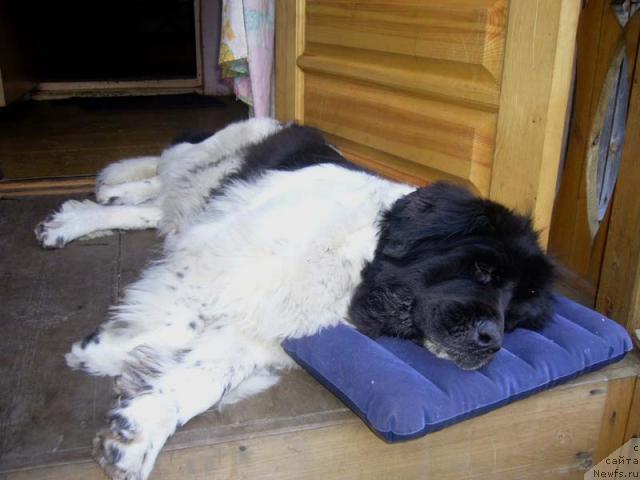 Фото: ньюфаундленд Fiamettahauz Vinland Princess (Фиаметтахауз Винланд Принцесс)