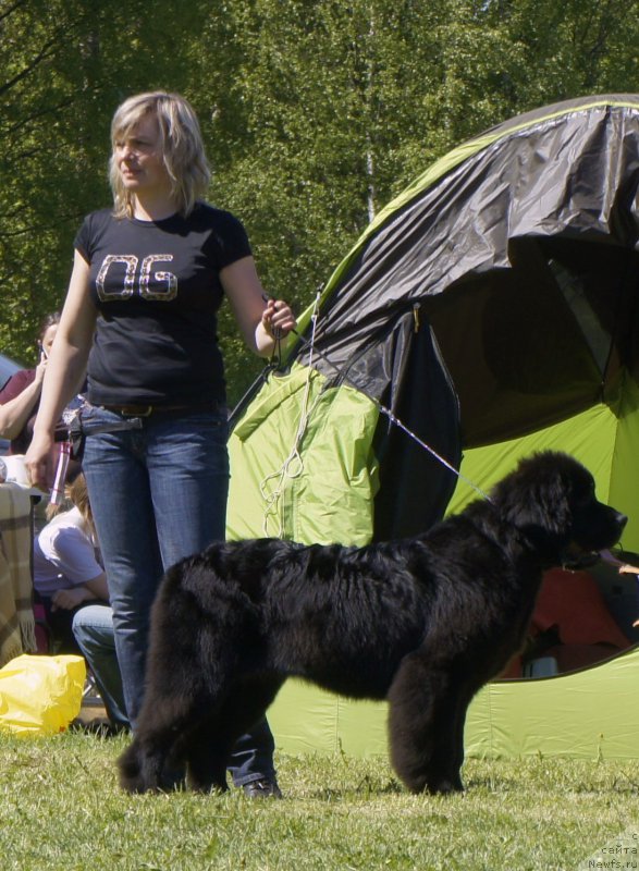 Фото: ньюфаундленд Love Inside Your Soul Moon Bear