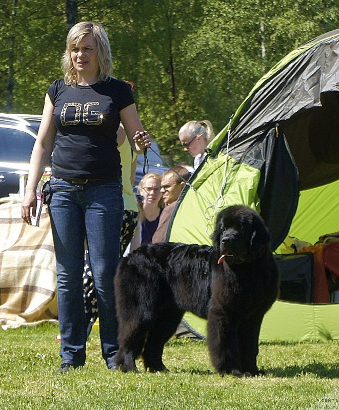 Фото: ньюфаундленд Love Inside Your Soul Moon Bear