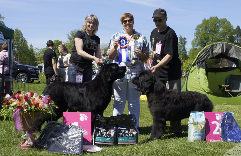Фото: ньюфаундленд Jonathan Poursmigar iz Volotova