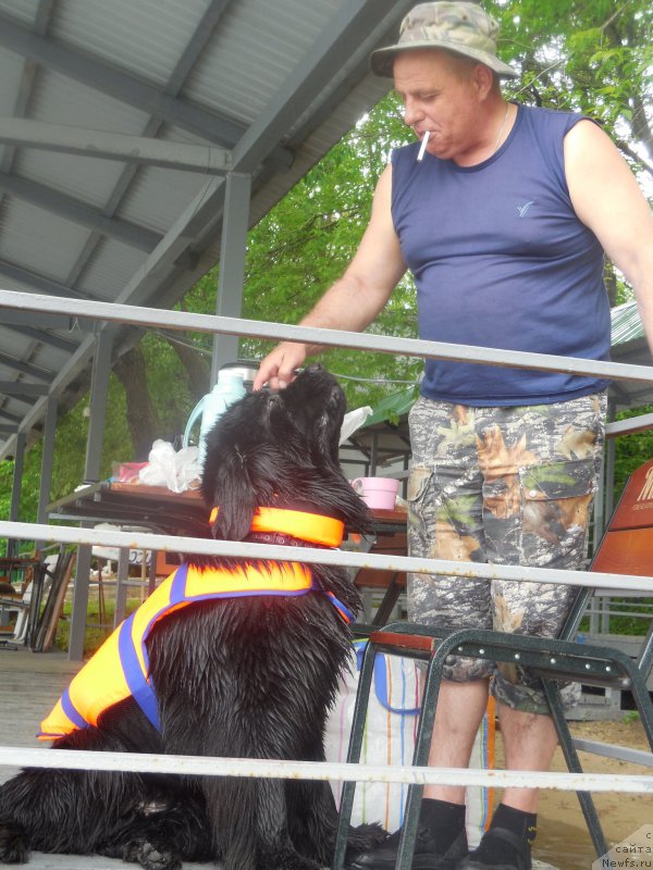 Фото: ньюфаундленд Топтыжка Галатея Морская Нереида (Toptyzhka Galatea Morskaya Nereida), Александр Бурмистров