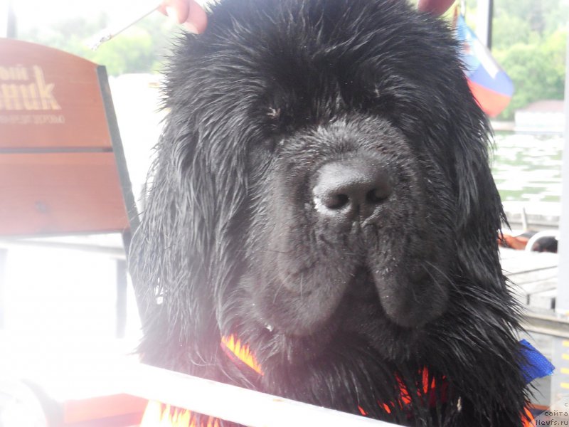 Фото: ньюфаундленд Топтыжка Галатея Морская Нереида (Toptyzhka Galatea Morskaya Nereida)