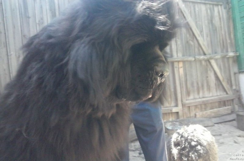 Фотография № 183103