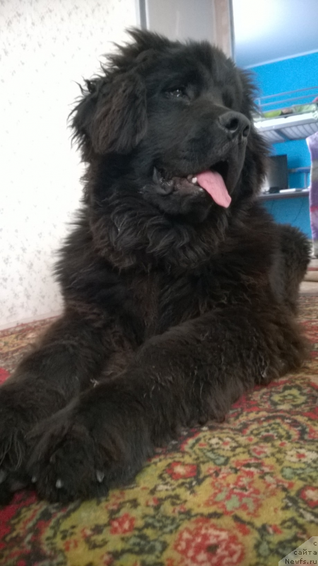 Фото: ньюфаундленд Черный Шарм Джуд Лоу