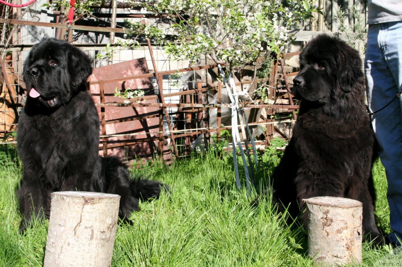 Фото: ньюфаундленд Черная Мафия Шродингер Тхеору (Chernaya Mafia Shrodinger Theory), ньюфаундленд Черная Мафия Шенген Виза (Chernaya Mafia Shengen Visa)